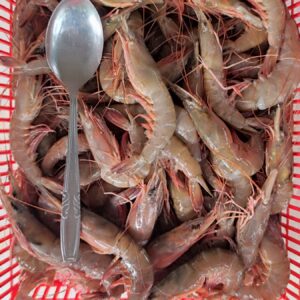 Udang Krosok Frozen