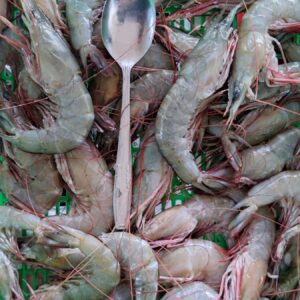 Udang Dogol Super Frozen