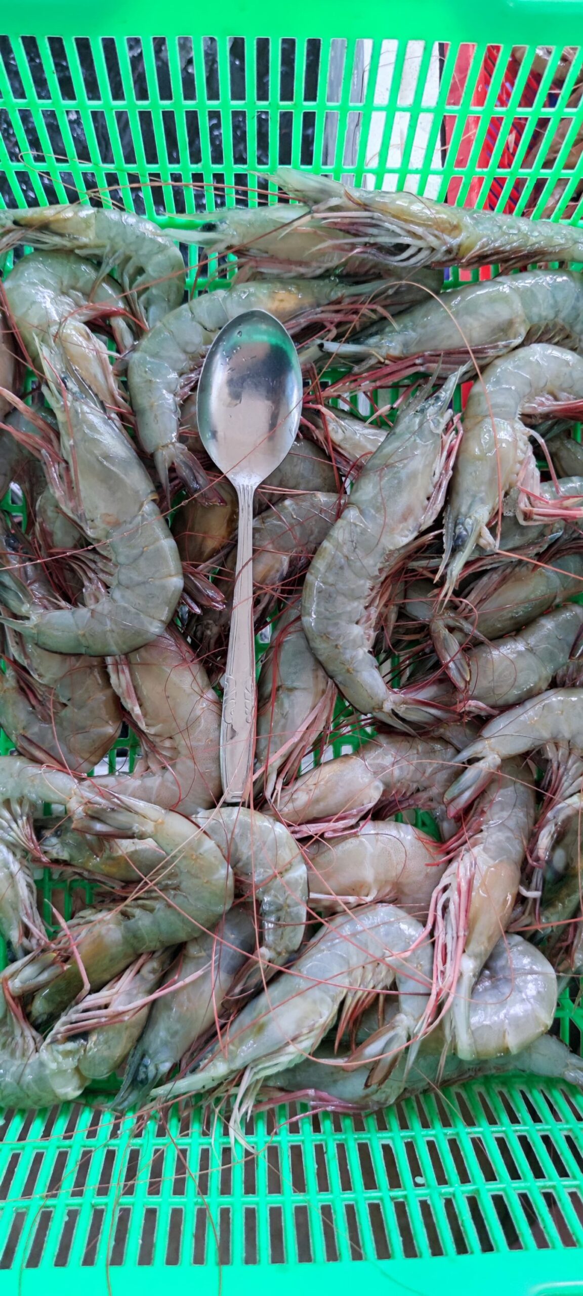 Udang Dogol Super Frozen