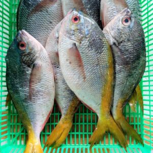 Ikan Ekor Kuning Frozen