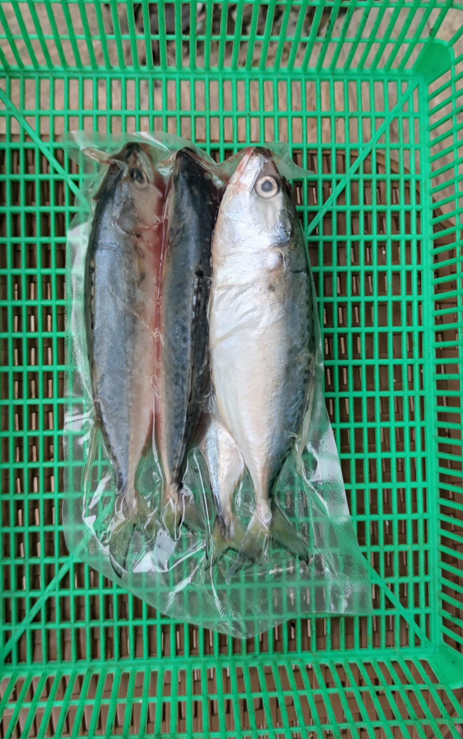 Ikan kembung Banjar Frozen